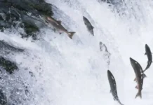 La matrinxã y la piracema: el viaje río arriba que renueva la Amazonía Cardume de matrinxãs saltando em cachoeira durante a piracema — fotografia de natureza velocidade rápida gotas de água congeladas luz de tarde