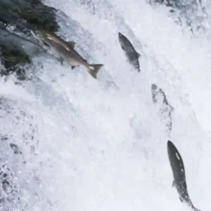 A espetacular migração rio acima da matrinxã durante a piracema renova a biodiversidade e a economia da Amazônia Cardume de matrinxãs saltando em cachoeira durante a piracema — fotografia de natureza velocidade rápida gotas de água congeladas luz de tarde