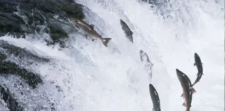 A espetacular migração rio acima da matrinxã durante a piracema renova a biodiversidade e a economia da Amazônia Cardume de matrinxãs saltando em cachoeira durante a piracema — fotografia de natureza velocidade rápida gotas de água congeladas luz de tarde