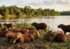 A capivara e suas latrinas coletivas revelam um sistema de hierarquia social e comportamento territorial surpreendente A capivara e suas latrinas coletivas revelam um sistema de hierarquia social e comportamento territorial surpreendente