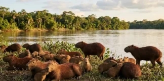 A capivara e suas latrinas coletivas revelam um sistema de hierarquia social e comportamento territorial surpreendente A capivara e suas latrinas coletivas revelam um sistema de hierarquia social e comportamento territorial surpreendente