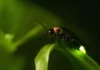 O vagalume amazônico e sua bioluminescência perfeita que produz luz fria com quase cem por cento de eficiência energética