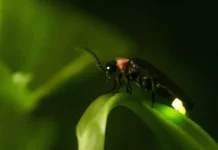 La luciérnaga amazónica y su luz fría casi perfecta O vagalume amazônico e sua bioluminescência perfeita que produz luz fria com quase cem por cento de eficiência energética