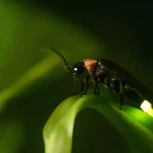 O vagalume amazônico e sua bioluminescência perfeita que produz luz fria com quase cem por cento de eficiência energética