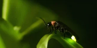 O vagalume amazônico e sua bioluminescência perfeita que produz luz fria com quase cem por cento de eficiência energética