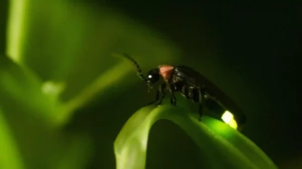 La luciérnaga amazónica y su luz fría casi perfecta