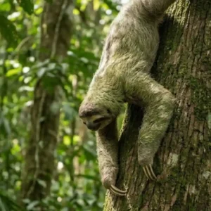 O bicho-preguiça e sua perigosa jornada semanal ao chão da floresta para defecar intrigam a ciência O bicho-preguiça e sua perigosa jornada semanal ao chão da floresta para defecar intrigam a ciência