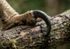 O gavião-real possui garras maiores que as de um urso pardo e consegue carregar macacos adultos pelas florestas brasileiras