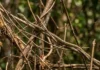 A cobra-cipó utiliza mimetismo surpreendente para se tornar invisível entre galhos e vegetação seca na floresta amazônica