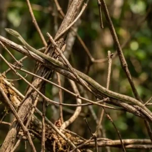 A cobra-cipó utiliza mimetismo surpreendente para se tornar invisível entre galhos e vegetação seca na floresta amazônica