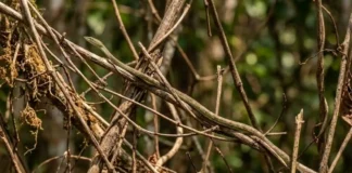 A cobra-cipó utiliza mimetismo surpreendente para se tornar invisível entre galhos e vegetação seca na floresta amazônica