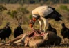 O imponente urubu-rei utiliza sua coloração vibrante para estabelecer dominância em carcaças na complexa hierarquia do ecossistema amazônico