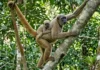 O muriqui-do-norte é o maior primata das Américas e um exemplo raro de sociedade pacífica na Mata Atlântica brasileira