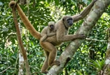 El muriquí del norte, el mayor primate de las Américas y su sociedad sin jefes O muriqui-do-norte é o maior primata das Américas e um exemplo raro de sociedade pacífica na Mata Atlântica brasileira
