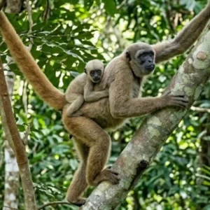 O muriqui-do-norte é o maior primata das Américas e um exemplo raro de sociedade pacífica na Mata Atlântica brasileira