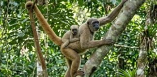 O muriqui-do-norte é o maior primata das Américas e um exemplo raro de sociedade pacífica na Mata Atlântica brasileira