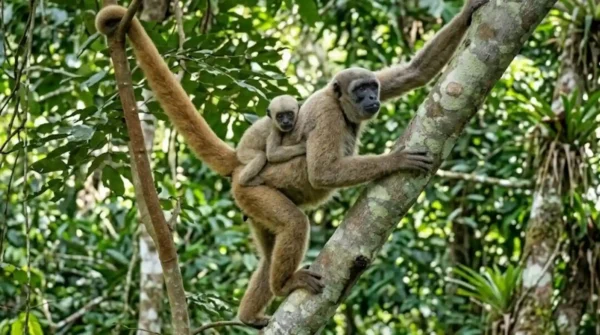 El muriquí del norte, el mayor primate de las Américas y su sociedad sin jefes