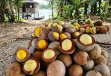 El piquiá: el árbol amazónico cuyo fruto rinde un aceite ancestral O piquiá é uma árvore amazônica cujo fruto fornece óleo essencial para as comunidades ribeirinhas e a gastronomia paraense