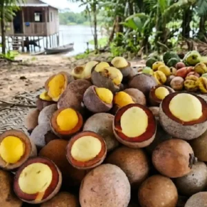 O piquiá é uma árvore amazônica cujo fruto fornece óleo essencial para as comunidades ribeirinhas e a gastronomia paraense