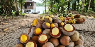 O piquiá é uma árvore amazônica cujo fruto fornece óleo essencial para as comunidades ribeirinhas e a gastronomia paraense
