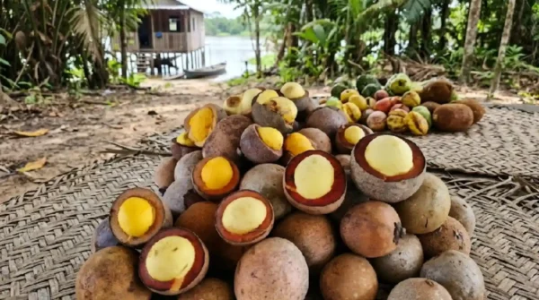 El piquiá: el árbol amazónico cuyo fruto rinde un aceite ancestral