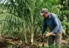 O palmito-pupunha oferece uma solução agroecológica sustentável através da colheita que permite o rebroto rápido da planta na Mata Atlântica