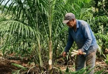 El palmito de pupunha rebrota tras la cosecha y alivia la presión sobre la juçara O palmito-pupunha oferece uma solução agroecológica sustentável através da colheita que permite o rebroto rápido da planta na Mata Atlântica