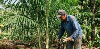 O palmito-pupunha oferece uma solução agroecológica sustentável através da colheita que permite o rebroto rápido da planta na Mata Atlântica