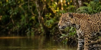 Como a força extrema da mordida da onça-pintada preserva a integridade biológica e regula as populações de quelônios na Amazônia