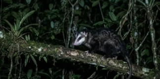 Como a imunidade natural do gambá contra o veneno de serpentes protege a saúde humana e preserva a biodiversidade brasileira