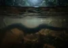 Como a lenda milenar da Cobra-Grande une mitologias de povos amazônicos e reflete a biologia das sucuris reais