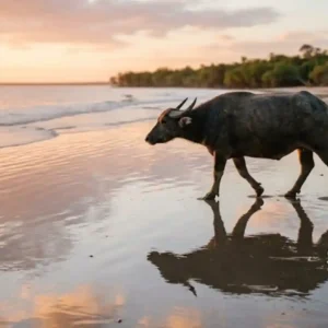 Como o arquipélago do Marajó combina búfalos praias oceânicas e cerâmica milenar para fortalecer a identidade cultural da Amazônia