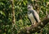 O gavião real domina as copas da Amazônia com uma estratégia de caça silenciosa que surpreende biólogos e conservacionistas brasileiros Fotografia em close de um gavião-real (harpia) adulto, de perfil, pousado em um tronco grosso e inclinado de uma árvore na floresta. A ave possui plumagem cinza e branca, com sua característica crista de penas levemente erguida. O olhar é atento e amarelado. O fundo é composto por folhagens verdes densas com luz solar suave filtrada entre as árvores