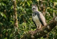 O gavião real domina as copas da Amazônia com uma estratégia de caça silenciosa que surpreende biólogos e conservacionistas brasileiros Fotografia em close de um gavião-real (harpia) adulto, de perfil, pousado em um tronco grosso e inclinado de uma árvore na floresta. A ave possui plumagem cinza e branca, com sua característica crista de penas levemente erguida. O olhar é atento e amarelado. O fundo é composto por folhagens verdes densas com luz solar suave filtrada entre as árvores