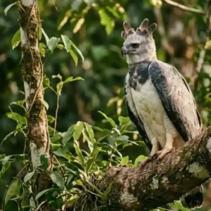 O gavião real domina as copas da Amazônia com uma estratégia de caça silenciosa que surpreende biólogos e conservacionistas brasileiros Fotografia em close de um gavião-real (harpia) adulto, de perfil, pousado em um tronco grosso e inclinado de uma árvore na floresta. A ave possui plumagem cinza e branca, com sua característica crista de penas levemente erguida. O olhar é atento e amarelado. O fundo é composto por folhagens verdes densas com luz solar suave filtrada entre as árvores