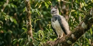 O gavião real domina as copas da Amazônia com uma estratégia de caça silenciosa que surpreende biólogos e conservacionistas brasileiros Fotografia em close de um gavião-real (harpia) adulto, de perfil, pousado em um tronco grosso e inclinado de uma árvore na floresta. A ave possui plumagem cinza e branca, com sua característica crista de penas levemente erguida. O olhar é atento e amarelado. O fundo é composto por folhagens verdes densas com luz solar suave filtrada entre as árvores