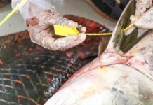 O manejo comunitário do pirarucu transforma a economia local e gera renda dez vezes superior para famílias ribeirinhas na Amazônia Fotografia em close-up de mãos com pele negra usando luvas de látex brancas descartáveis, realizando o lacre de um pirarucu. As mãos manipulam um lacre plástico amarelo numerado na base da nadadeira dorsal do peixe. O pirarucu apresenta escamas grandes, prateadas e com bordas avermelhadas. O fundo é uma superfície clara de processamento higienizado.