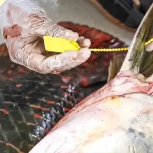 O manejo comunitário do pirarucu transforma a economia local e gera renda dez vezes superior para famílias ribeirinhas na Amazônia Fotografia em close-up de mãos com pele negra usando luvas de látex brancas descartáveis, realizando o lacre de um pirarucu. As mãos manipulam um lacre plástico amarelo numerado na base da nadadeira dorsal do peixe. O pirarucu apresenta escamas grandes, prateadas e com bordas avermelhadas. O fundo é uma superfície clara de processamento higienizado.