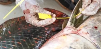 O manejo comunitário do pirarucu transforma a economia local e gera renda dez vezes superior para famílias ribeirinhas na Amazônia Fotografia em close-up de mãos com pele negra usando luvas de látex brancas descartáveis, realizando o lacre de um pirarucu. As mãos manipulam um lacre plástico amarelo numerado na base da nadadeira dorsal do peixe. O pirarucu apresenta escamas grandes, prateadas e com bordas avermelhadas. O fundo é uma superfície clara de processamento higienizado.