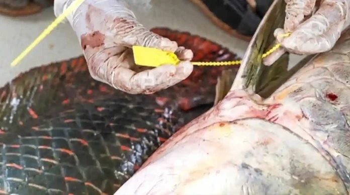 Fotografia em close-up de mãos com pele negra usando luvas de látex brancas descartáveis, realizando o lacre de um pirarucu. As mãos manipulam um lacre plástico amarelo numerado na base da nadadeira dorsal do peixe. O pirarucu apresenta escamas grandes, prateadas e com bordas avermelhadas. O fundo é uma superfície clara de processamento higienizado.