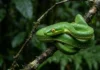 A cobra papagaio verde domina as alturas da Amazônia com um bote acrobático que desafia a gravidade no dossel florestal A imagem captura uma cobra-papagaio verde vibrante (Leptophis ahaetulla), perfeitamente camuflada e enrolada em espirais apertadas em um galho fino de árvore na floresta tropical. O galho está coberto por líquens e musgo úmido. A cobra está posicionada no centro da imagem, e seu corpo flexível e escamado envolve o galho. Suas escamas verde-esmeralda são incrivelmente detalhadas, com tons de verde-limão e amarelo claro na parte inferior. A cabeça da cobra está voltada para o observador, e seus grandes olhos amarelos-claros com pupilas verticais distintas estão focados na lente, criando um olhar penetrante. O fundo da floresta úmida é densamente verde, mas completamente desfocado, com folhagem de samambaias e folhas tropicais em vários tons de verde e preto, criando uma atmosfera misteriosa e profunda. A iluminação é natural e suave, filtrada pela copa das árvores, realçando a textura e a cor da cobra. A profundidade de campo é extremamente rasa, focando apenas na cobra e no galho