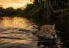 Como a onça-pintada domina os rios da Amazônia e utiliza habilidades aquáticas únicas para caçar jacarés e peixes