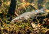 O mistério do candiru revela como a evolução moldou o peixe mais temido das águas brasileiras e sua biologia fascinante