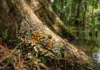 A samaúma revela como a sapopema e a biodiversidade na sua base mantêm o equilíbrio do ecossistema amazônico e do clima global