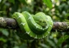 A fascinante biologia da cobra-papagaio verde revela como serpentes arborícolas dominam o dossel da Amazônia com precisão e elegância