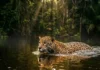 Como a majestosa onça pintada domina os rios da Amazônia e utiliza habilidades aquáticas únicas para caçar jacarés imensos