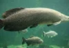 O gigante pirarucu das águas doces brasileiras revela como a adaptação biológica única permite a sobrevivência em ambientes sem oxigênio