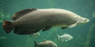 O gigante pirarucu das águas doces brasileiras revela como a adaptação biológica única permite a sobrevivência em ambientes sem oxigênio