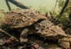 O segredo da camuflagem da tartaruga matamata e como ela aspira peixes inteiros no fundo dos rios da Amazônia