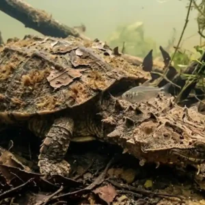 O segredo da camuflagem da tartaruga matamata e como ela aspira peixes inteiros no fundo dos rios da Amazônia